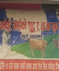 Dharampur Cow Forming
